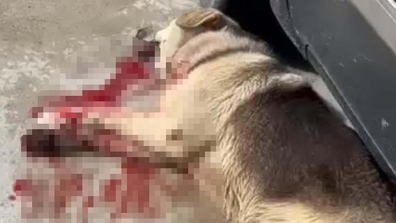 2 köpeğin öldürülmesi olayında savcılık itirazı sonrası tutuklama talebi