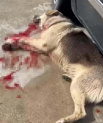 2 köpeğin öldürülmesi olayında savcılık itirazı sonrası tutuklama talebi