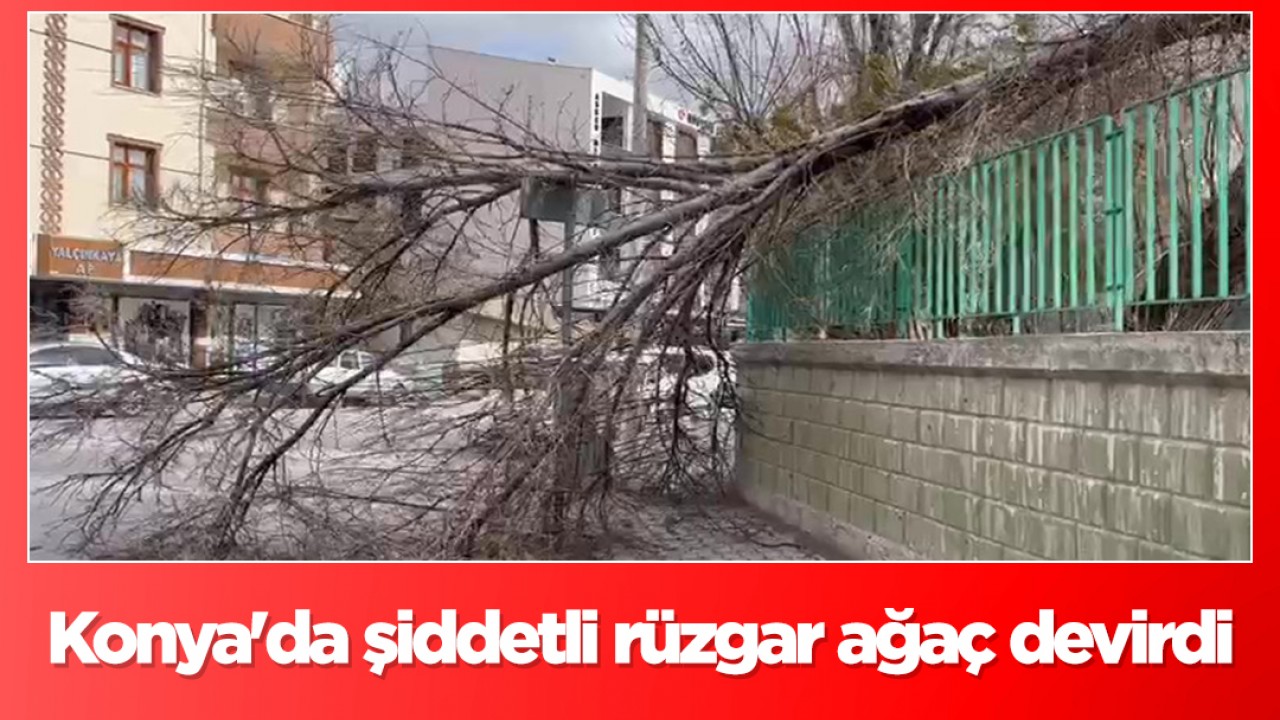 Konya'da şiddetli rüzgar ağaç devirdi