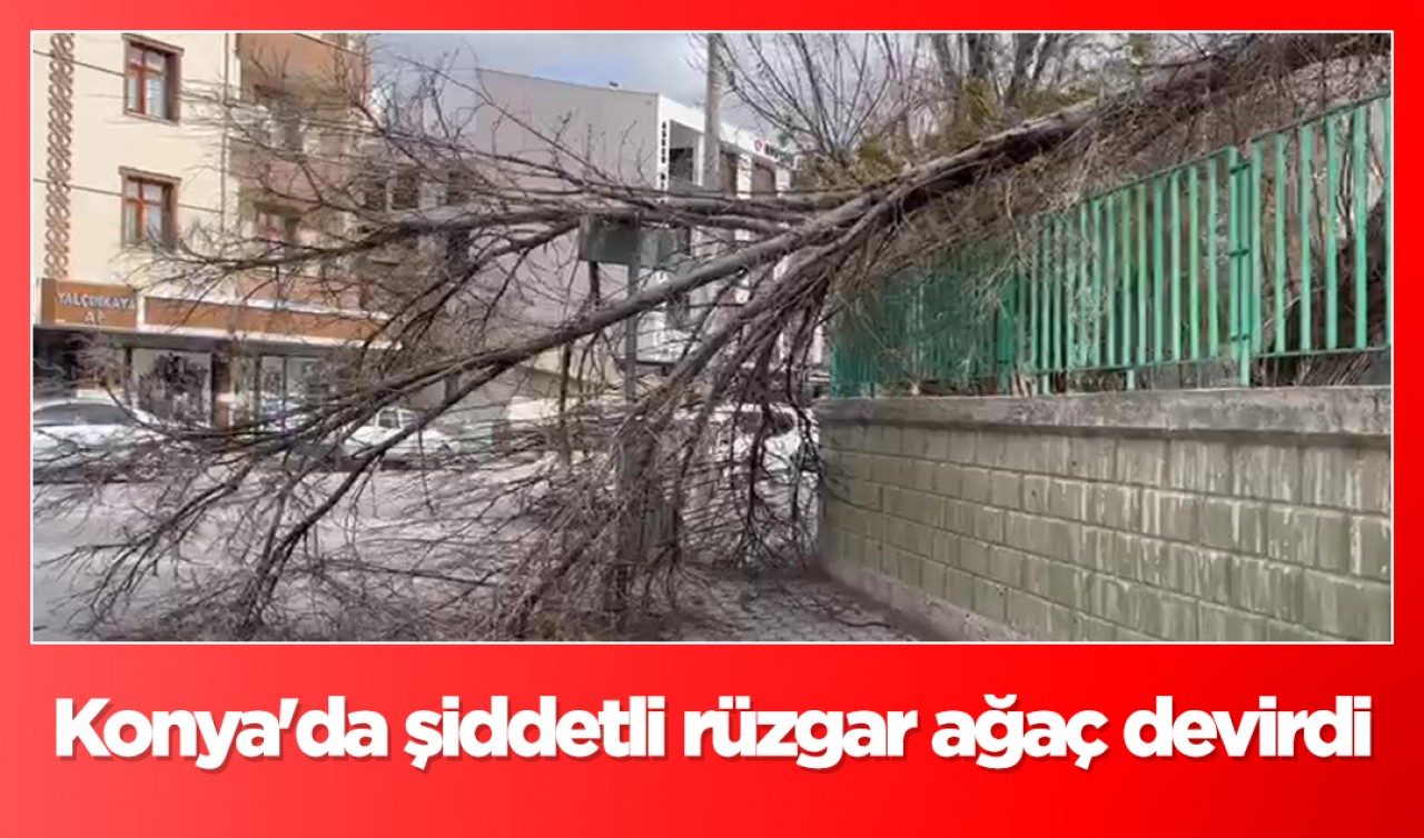 Konya'da şiddetli rüzgar ağaç devirdi
