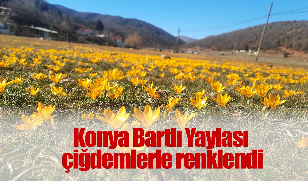 Konya Bartlı Yaylası çiğdemlerle renklendi