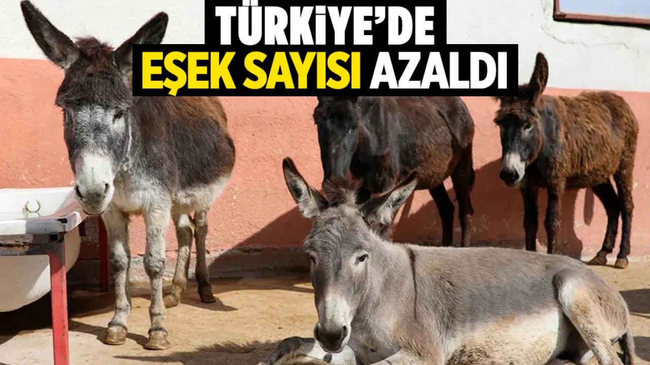 Türkiye'de eşek sayısı azaldı