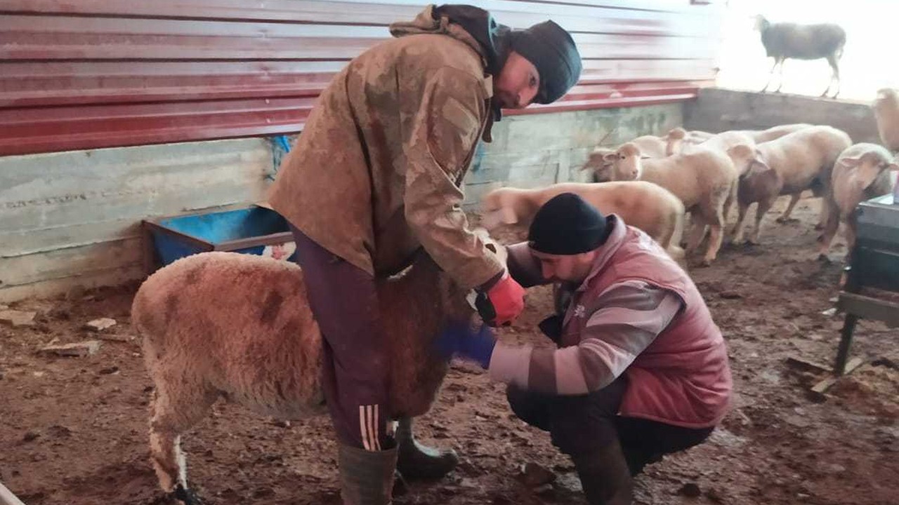 Akşehir’de şap hastalığına karşı Sero-Survey tamamlandı