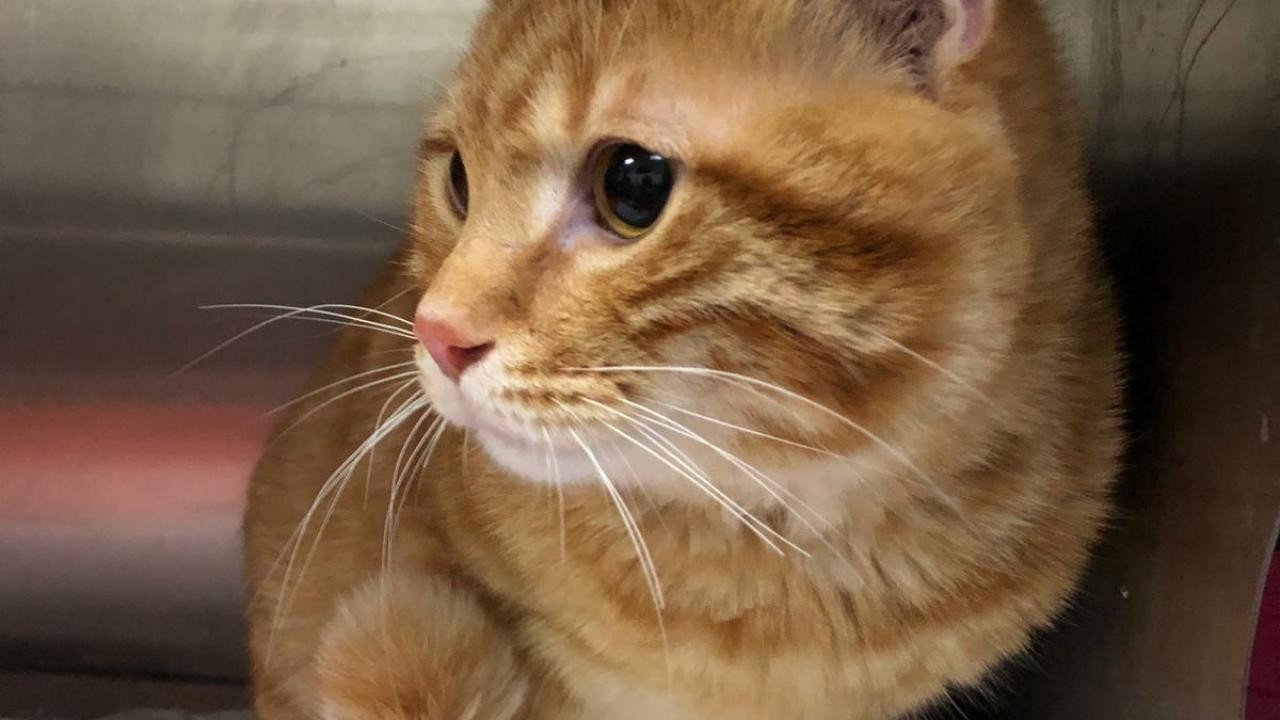 Evcil kedilerdeki kanser araştırmalarının, insanların tedavisinde umut olabileceği bildirildi