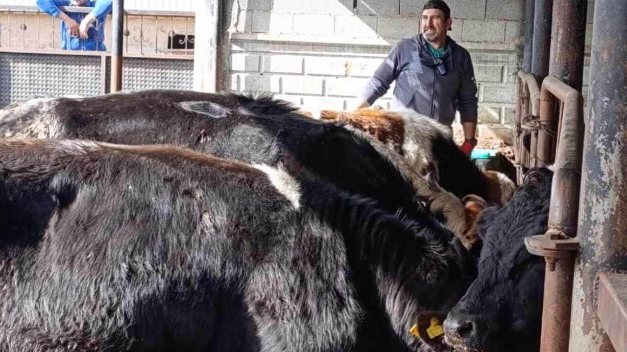 2026 ilkbahar şap aşıları Selçuklu’da sahada uygulanıyor