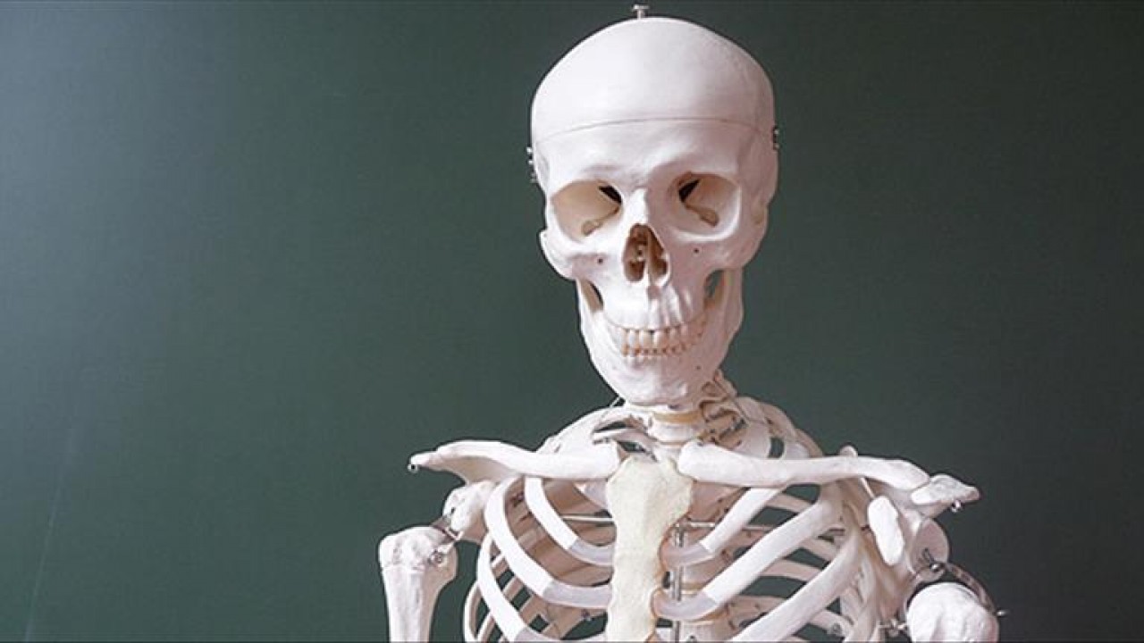 İnsan vücudundaki hangi kemik bel seviyesinin üstünde yer alır? Çifte Milyon Sorusu