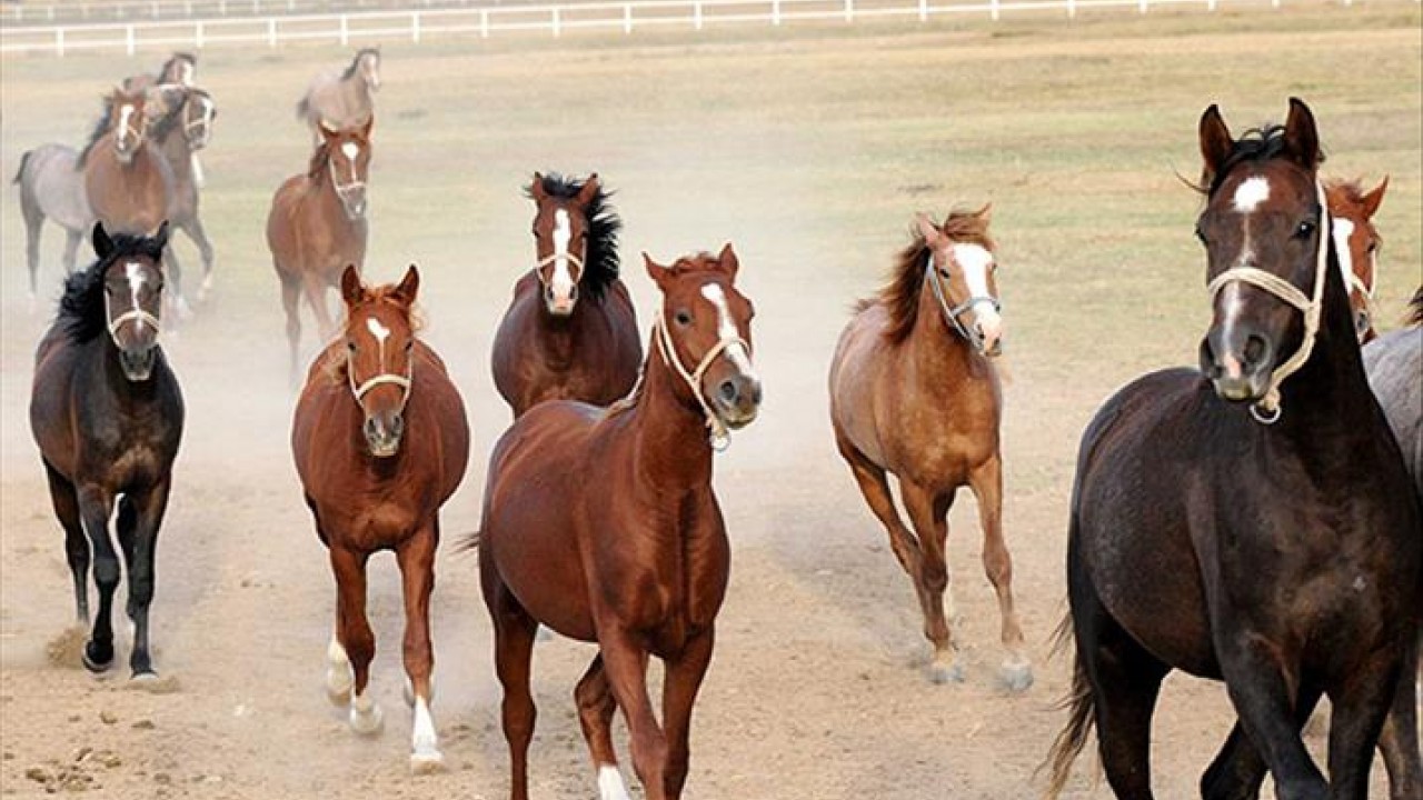 Hangi hayvanda safra kesesi bulunmaz? Beyaz'la Joker Sorusu