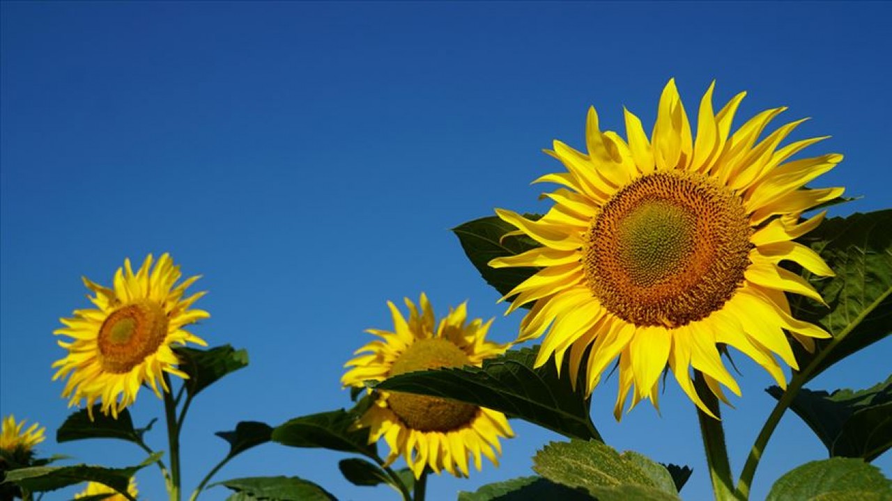 Hangisi ayçiçeğinin isimlerinden biri değildir? Beyaz'la Joker Sorusu