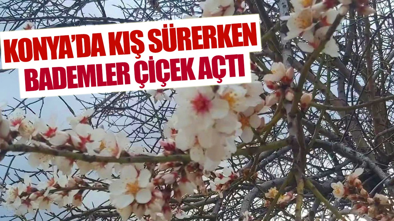 Konya’da kış sürerken bademler çiçek açtı