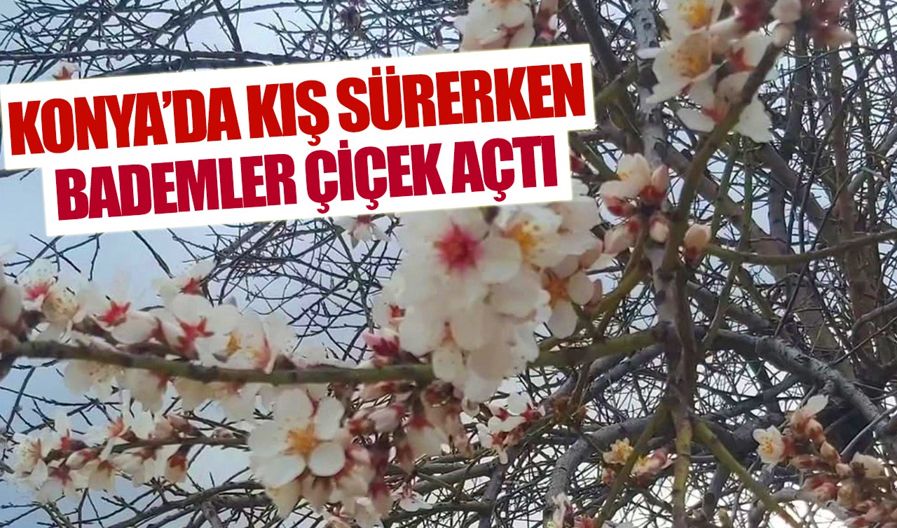 Konya’da kış sürerken bademler çiçek açtı