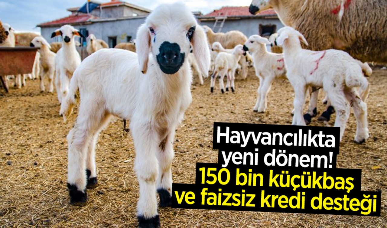 Hayvancılıkta yeni dönem! 150 bin küçükbaş ve faizsiz kredi desteği