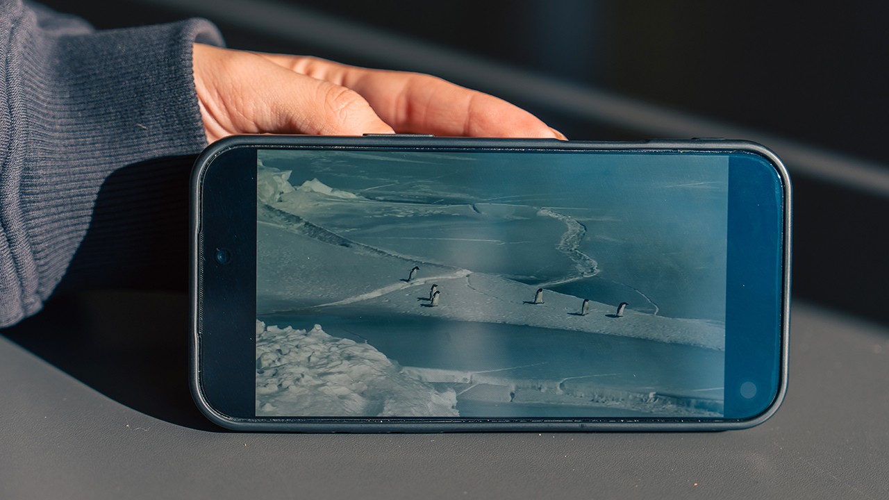 'Nihilist penguen'e kendi yalnızlığımızı yükledik'