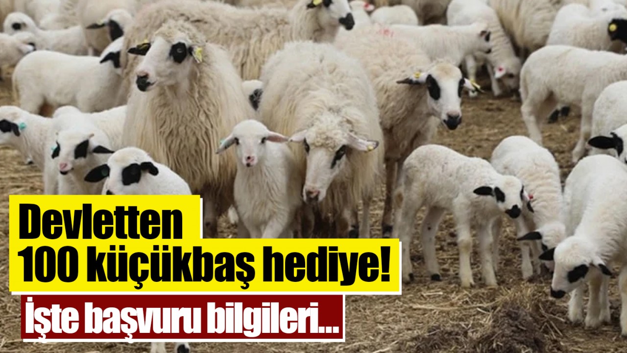 Hayvancılık isteyene müjde: Devletten 100 küçükbaş hediye! İşte başvuru bilgileri...