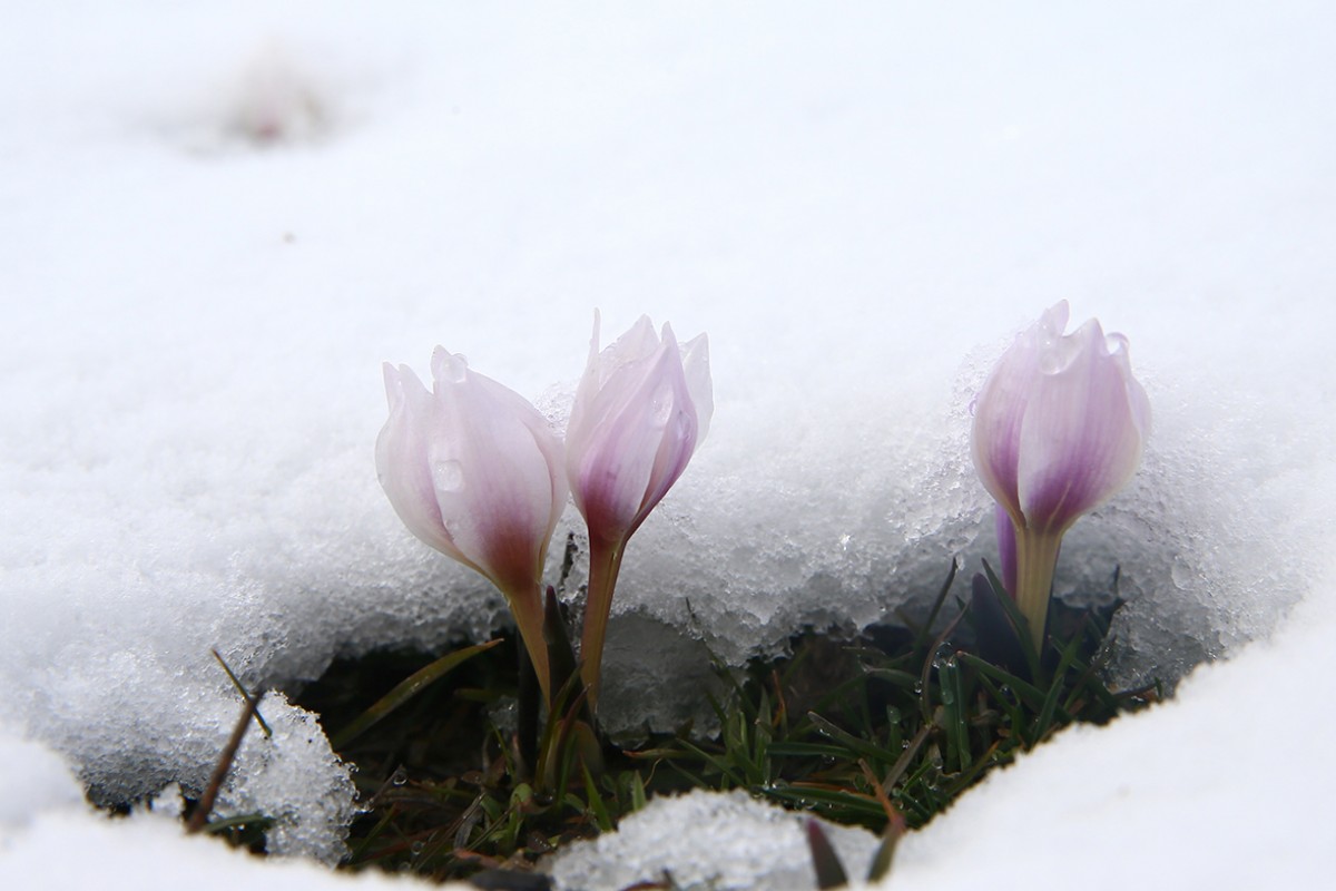 Muş Ovası'nda baharın habercisi çiğdemler kar altında kaldı