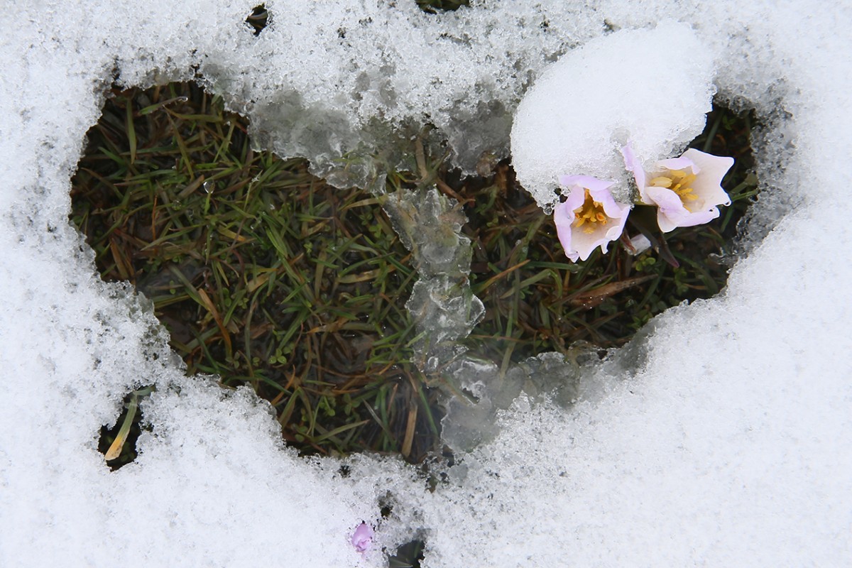 Muş Ovası'nda baharın habercisi çiğdemler kar altında kaldı