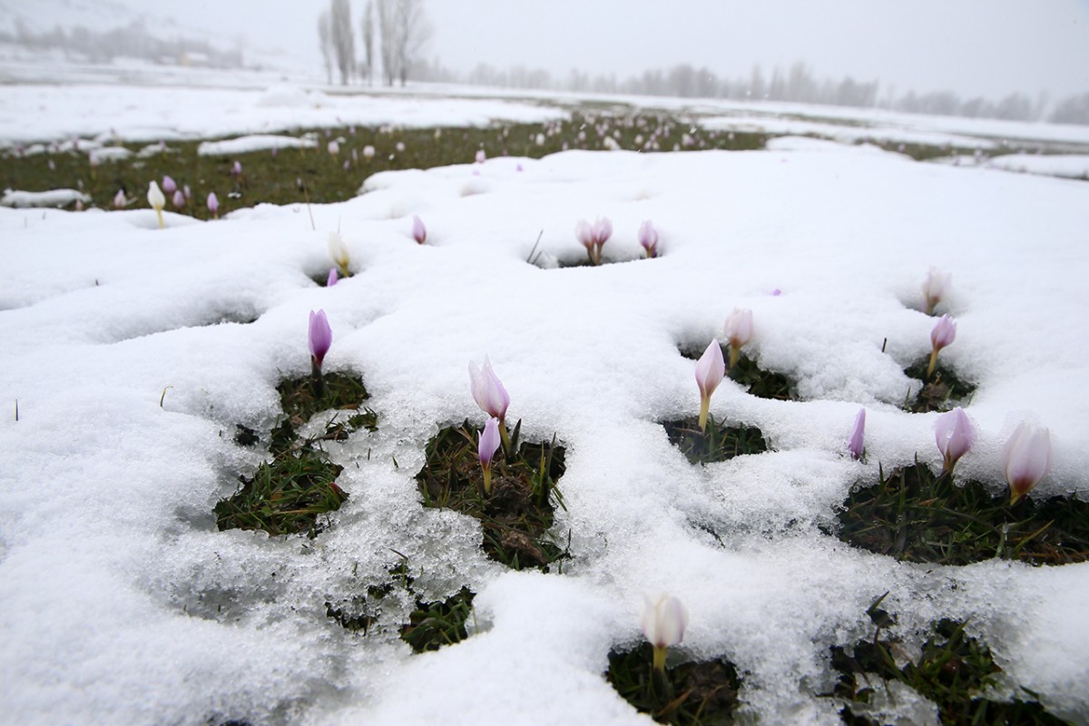 Muş Ovası'nda baharın habercisi çiğdemler kar altında kaldı