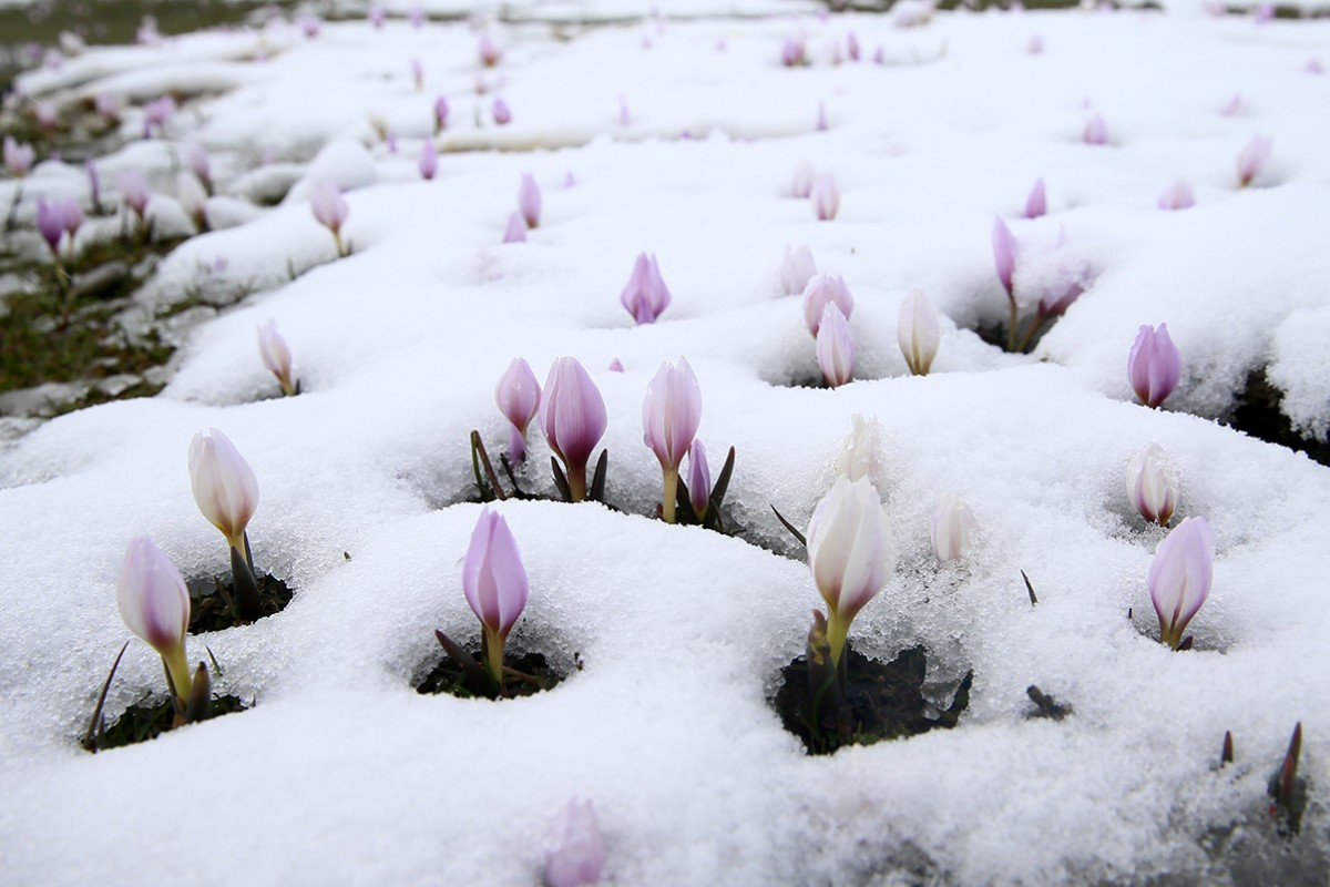 Muş Ovası'nda baharın habercisi çiğdemler kar altında kaldı