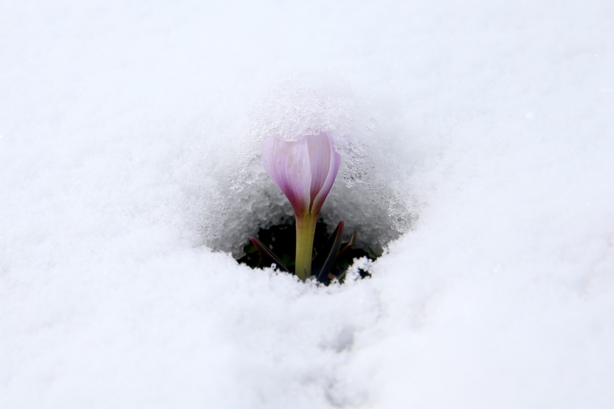 Muş Ovası'nda baharın habercisi çiğdemler kar altında kaldı