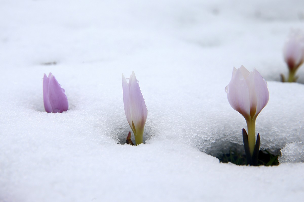 Muş Ovası'nda baharın habercisi çiğdemler kar altında kaldı