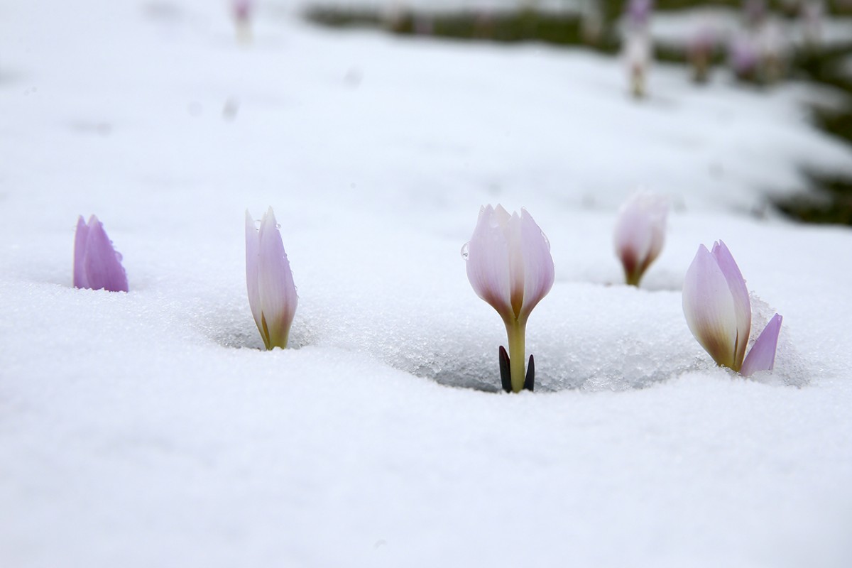 Muş Ovası'nda baharın habercisi çiğdemler kar altında kaldı