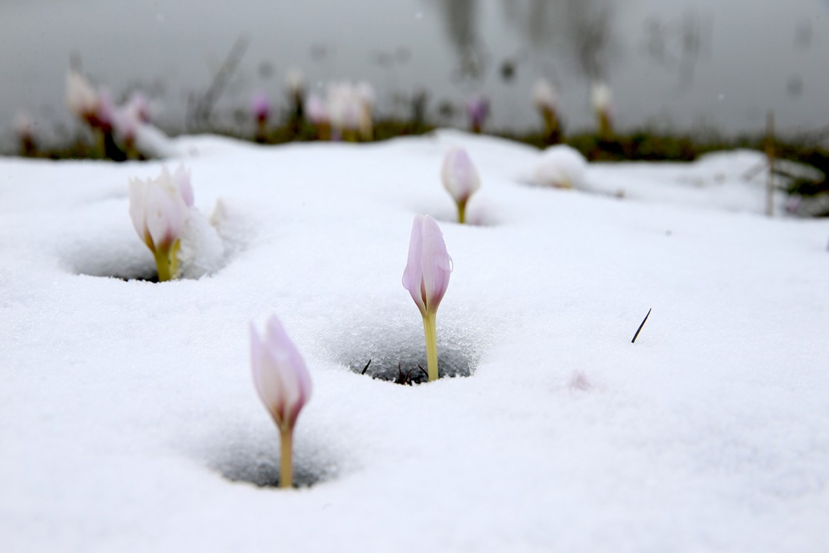 Muş Ovası'nda baharın habercisi çiğdemler kar altında kaldı