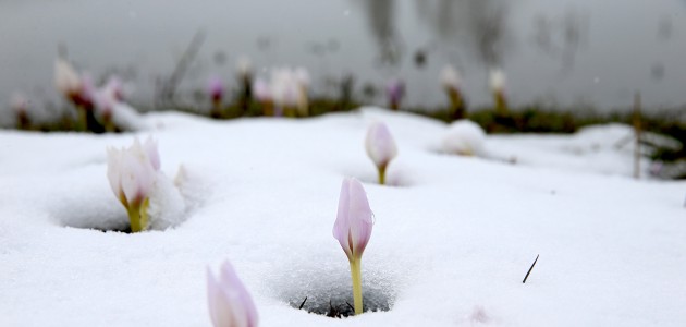 Muş Ovası'nda baharın habercisi çiğdemler kar altında kaldı