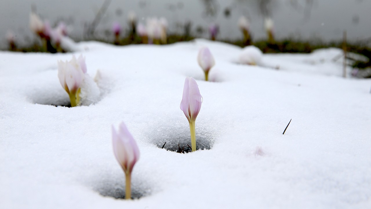 Baharın habercisi çiğdemler kar altında kaldı