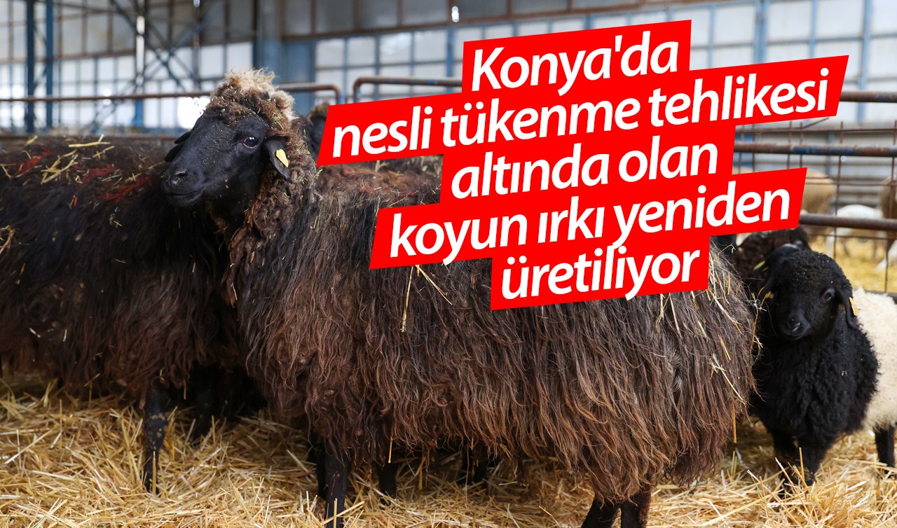 Konya'da nesli tükenme tehlikesi altında olan koyun ırkı yeniden üretiliyor