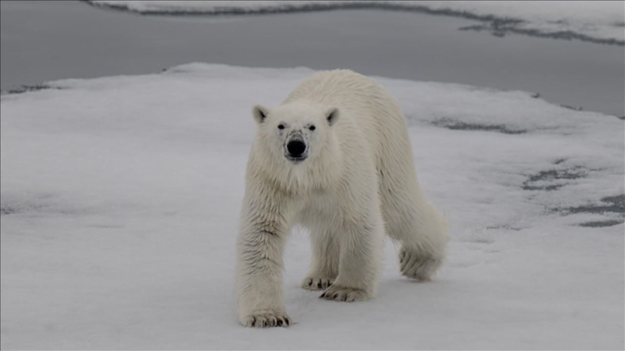 Hangisi kutup ayılarının doğal yaşam alanlarından biri değildir? Milyoner Sorusu