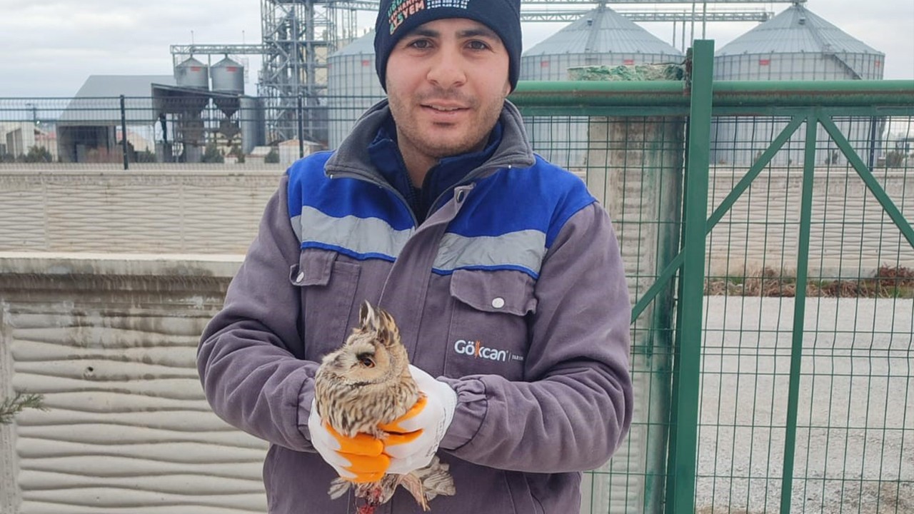Karapınar’da yaralı baykuş tedaviye alındı
