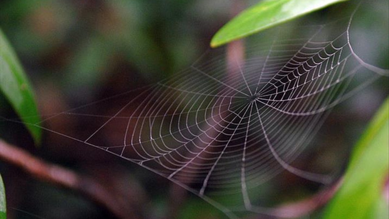 Örümceklerin olmadığı tek kıta hangisidir? Milyoner Sorusu