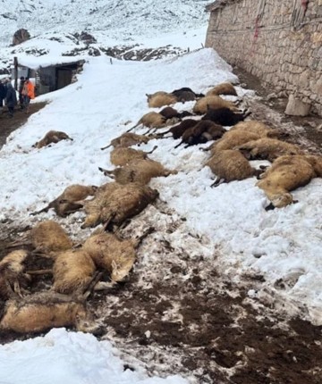 Yemden zehirlenen 80 koyun telef oldu