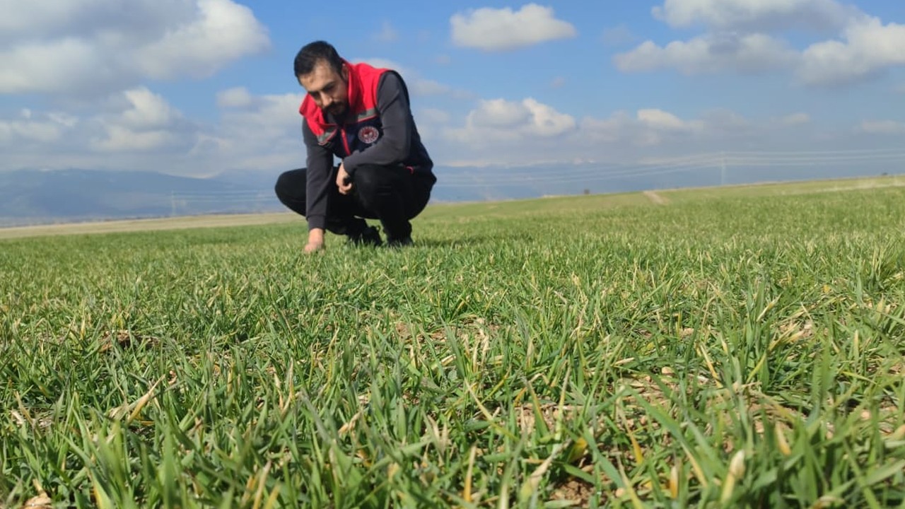 Akşehir’de hububat alanlarında hastalık ve zararlı kontrolleri sürüyor