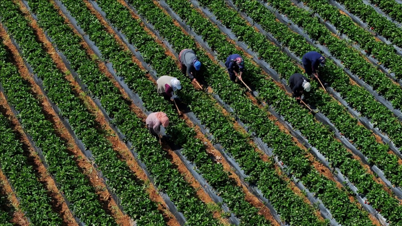 Çiftçilere 12,3 milyar liralık tarımsal destekleme ödemesi yarın yapılacak