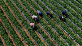 Çiftçilere 12,3 milyar liralık tarımsal destekleme ödemesi yarın yapılacak