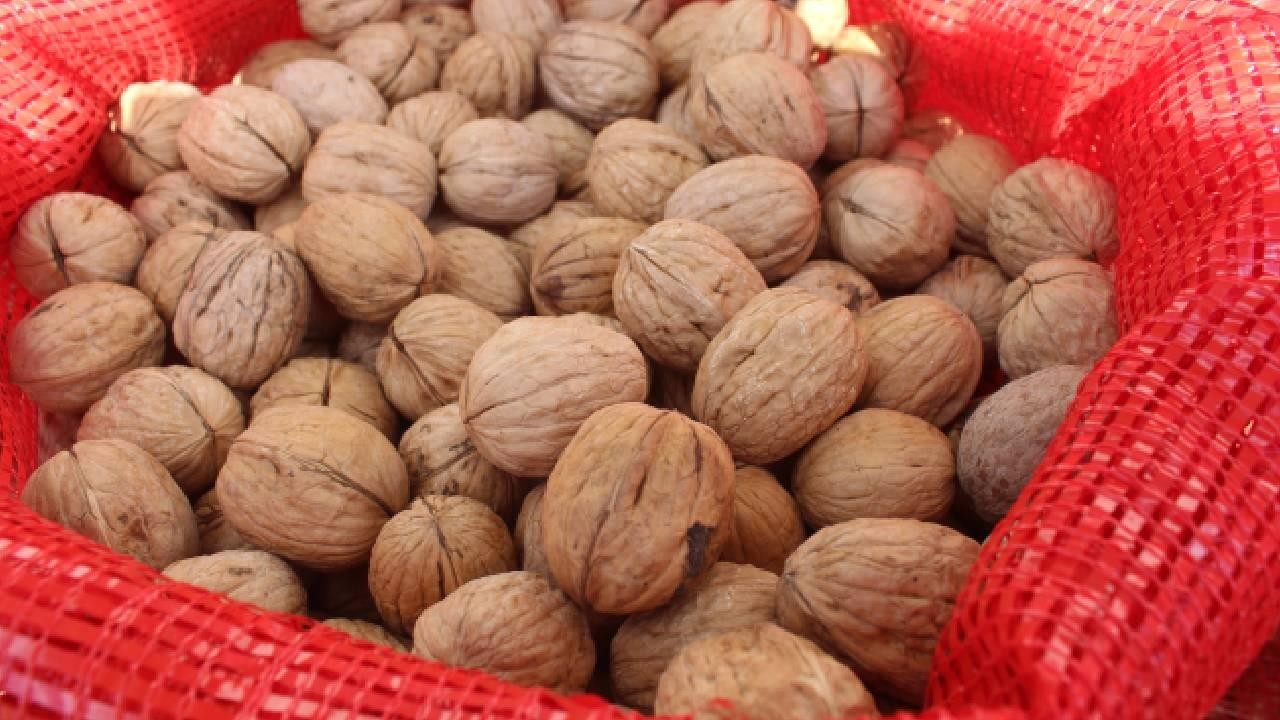 TİGEM 20 ton mahsul ceviz satacak