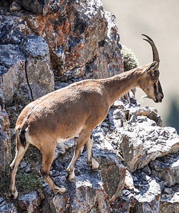 Aladağlar Milli Parkı’nda kaçak avcıya suçüstü! 984 bin TL ceza