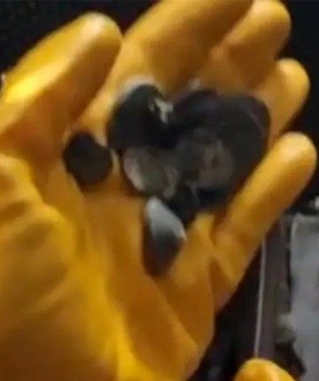 Gümrükte operasyon! Türkiye'den kaçırılmak üzereyken yakalandı