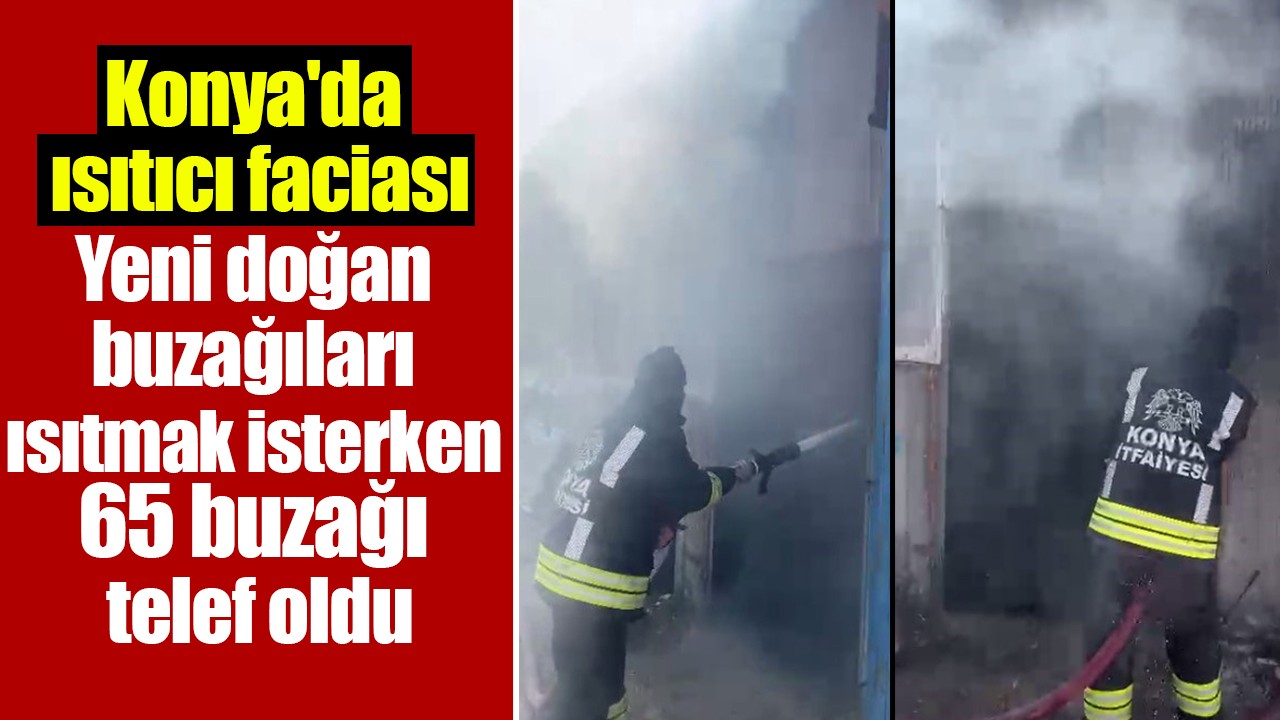 Konya'da ısıtıcı faciası: Yeni doğan buzağıları ısıtmak isterken 65 buzağı telef oldu
