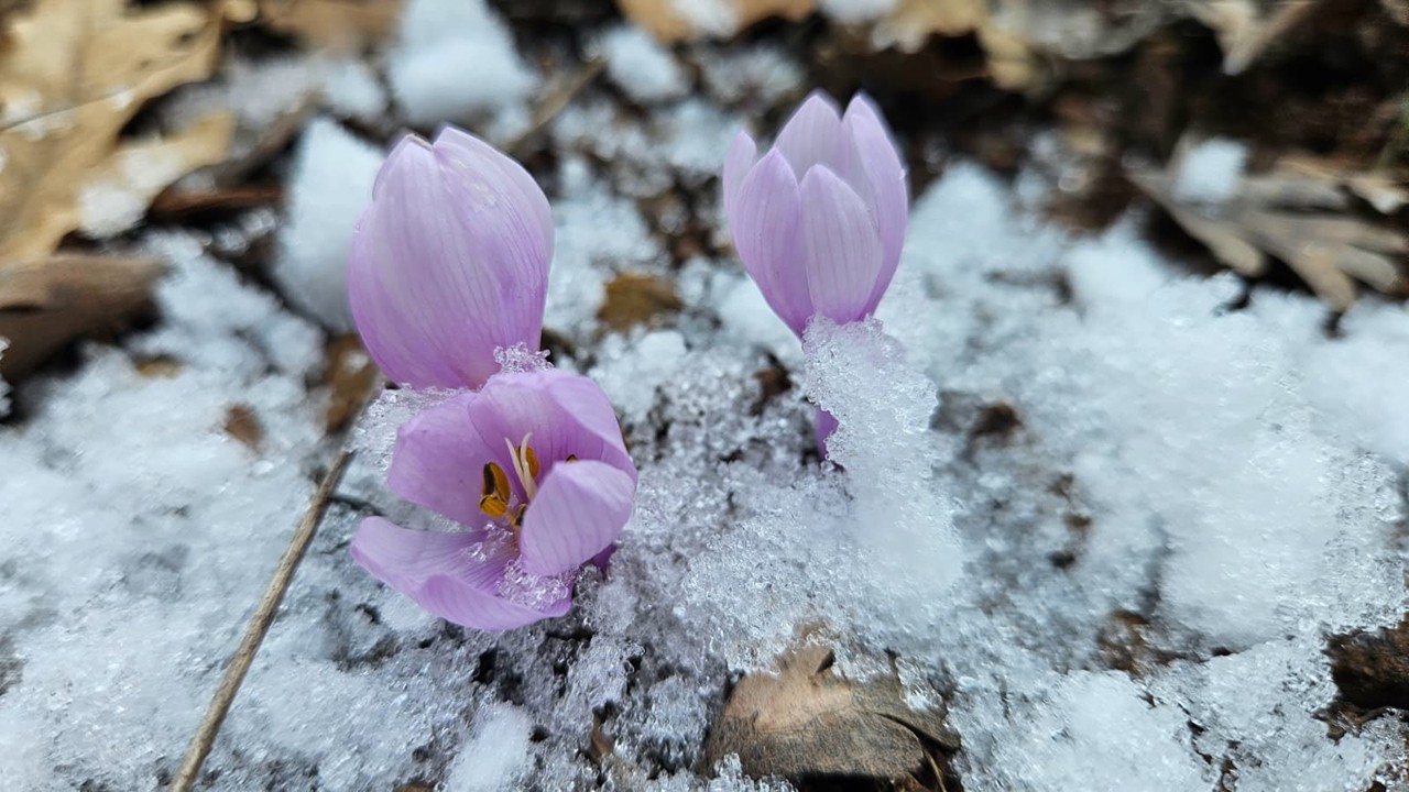 1700 metre rakımlı yaylada baharın müjdecisi kar çiçekleri açtı
