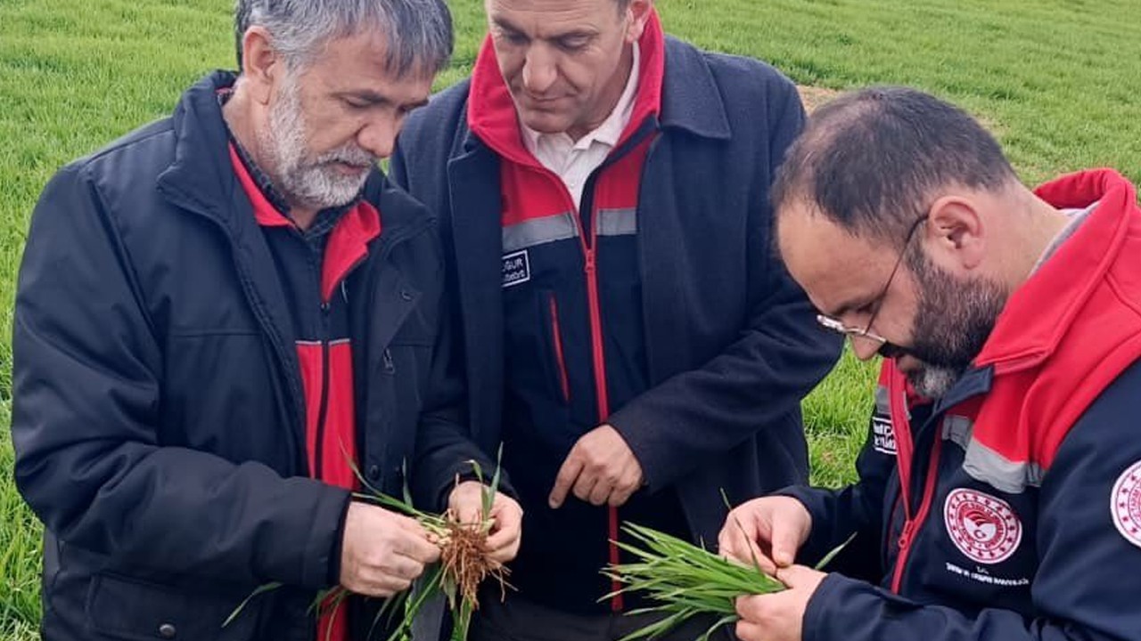 Ilgın’da bitki gelişimi takip ediliyor