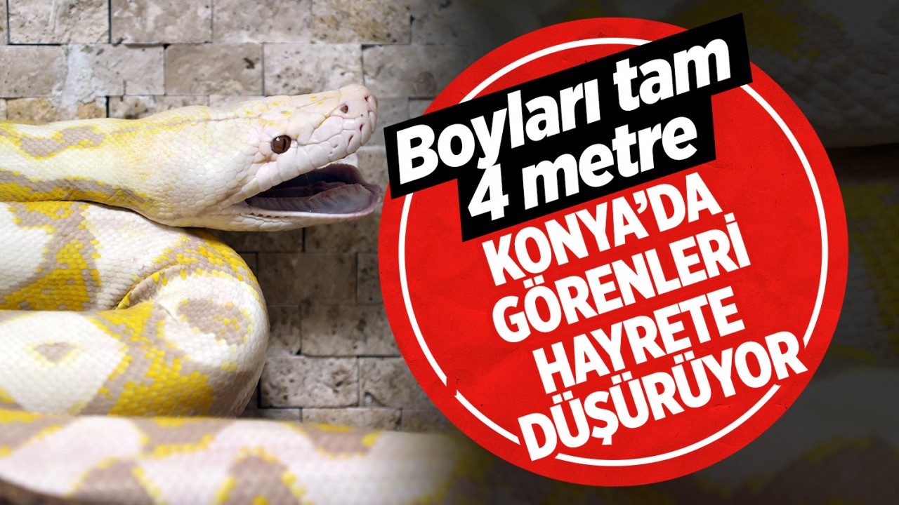Konya’da görenleri hayrete düşürüyor: Boyları tam 4 metre