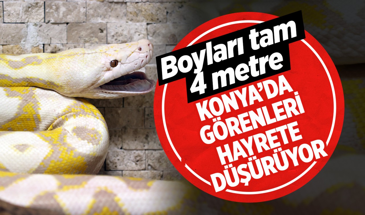 Konya’da görenleri hayrete düşürüyor: Boyları tam 4 metre