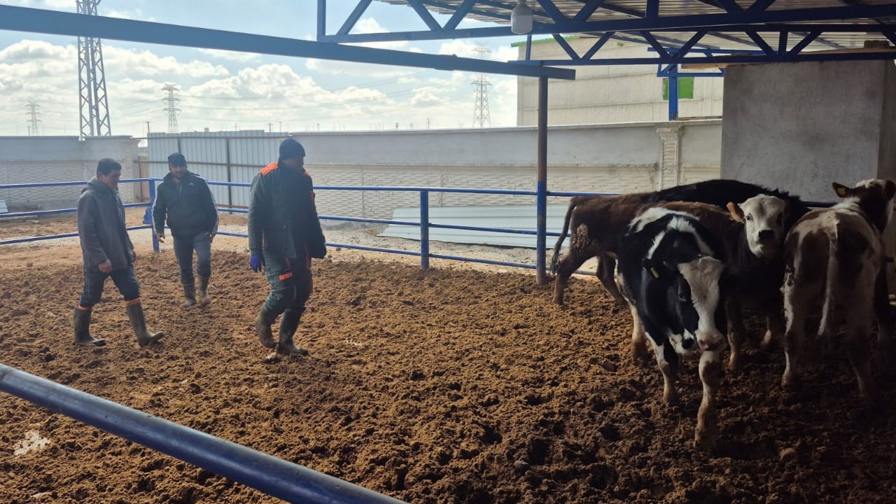 Konya’da büyükbaş hayvanlara şap aşısı çalışmaları devam ediyor