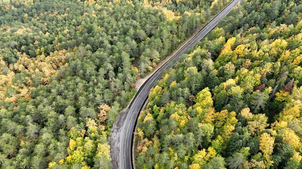Ormanların bakımı ve gençleştirilmesine geçen yıl 2,3 milyar lira harcandı