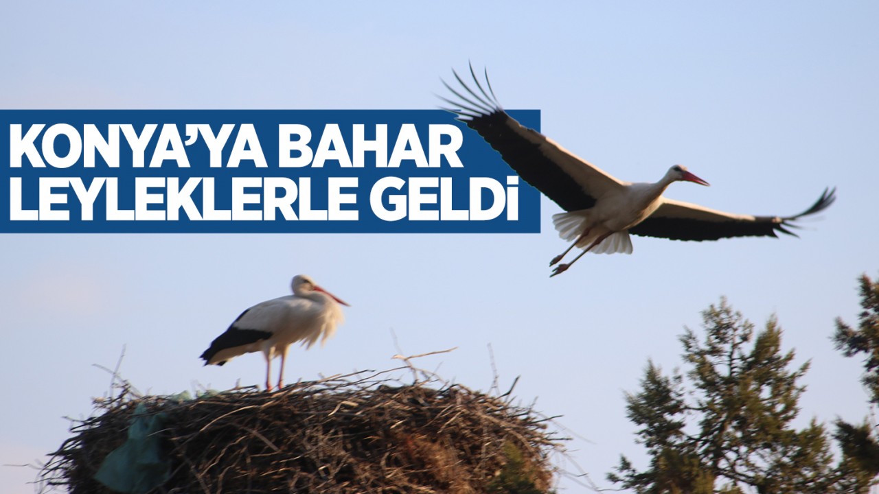 Konya'ya bahar leyleklerle geldi