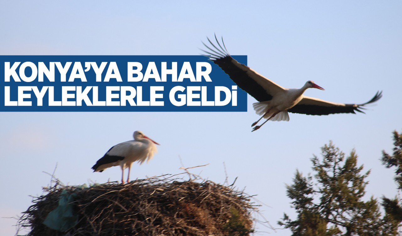 Konya'ya bahar leyleklerle geldi