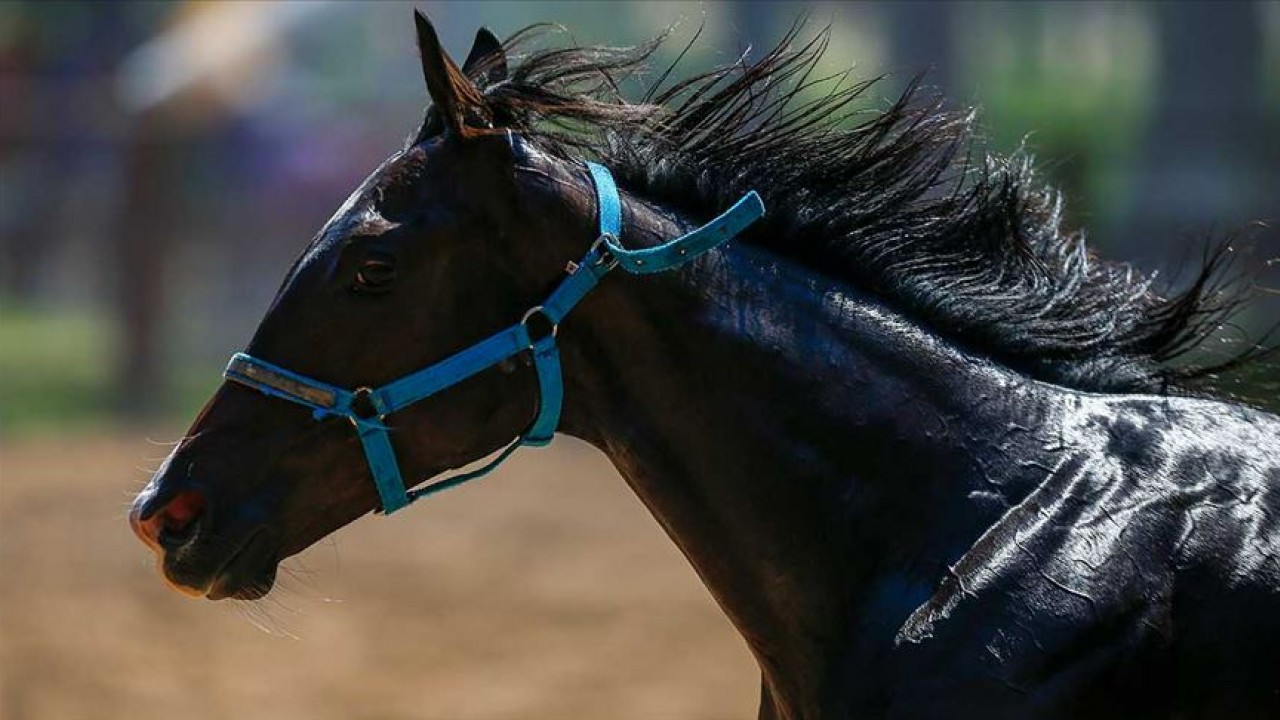 Belediye aşevinde skandal: Kavurmadan yarış atı çipi çıktı
