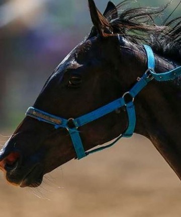 Belediye aşevinde skandal: Kavurmadan yarış atı çipi çıktı