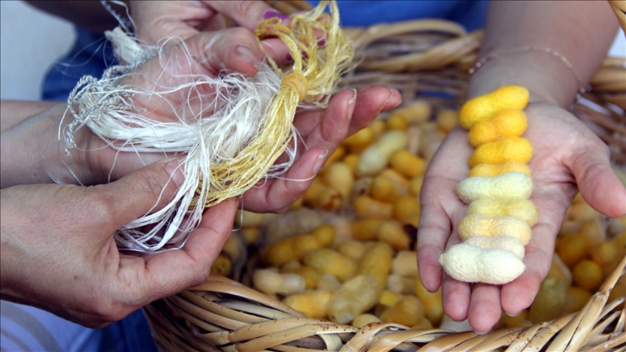 Eylül 2025'te coğrafi işaret tescili kabul edilen ürünün adında geçen Hatay sarısı hangisinin yerel bir türüdür? Milyoner Sorusu